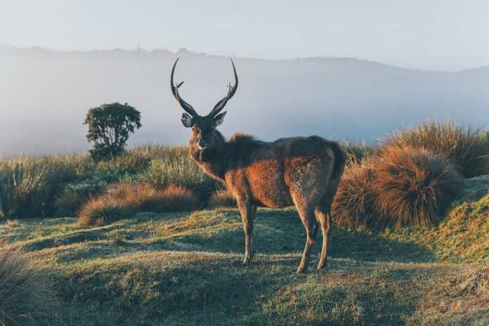 Horton plains national park