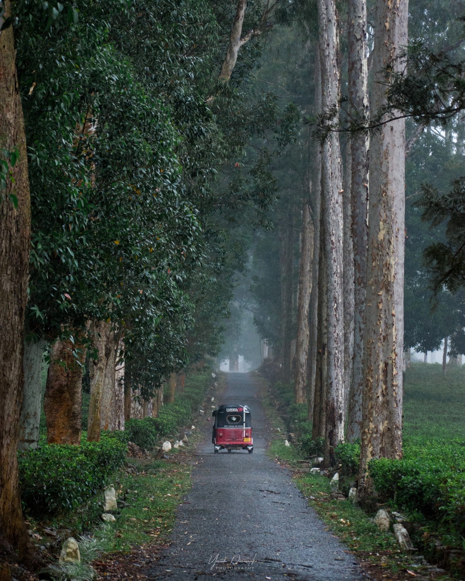 Photo Description - A rainy Day in the hills Location - Alakola estate Name - Yasindu Dissanayake