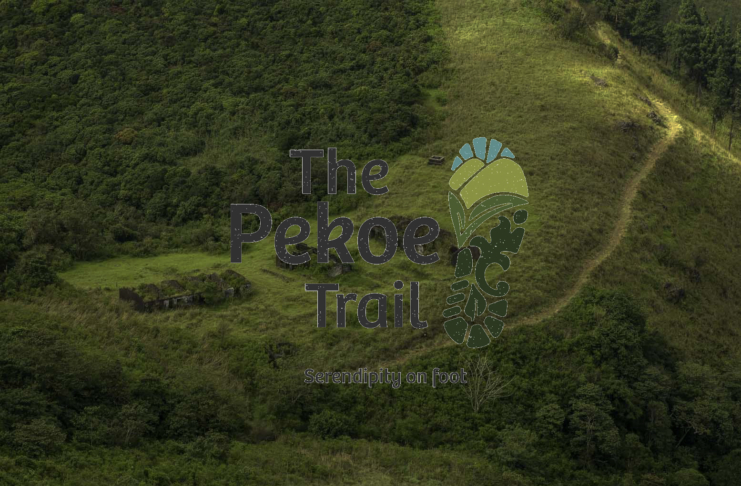 The pekoe trail